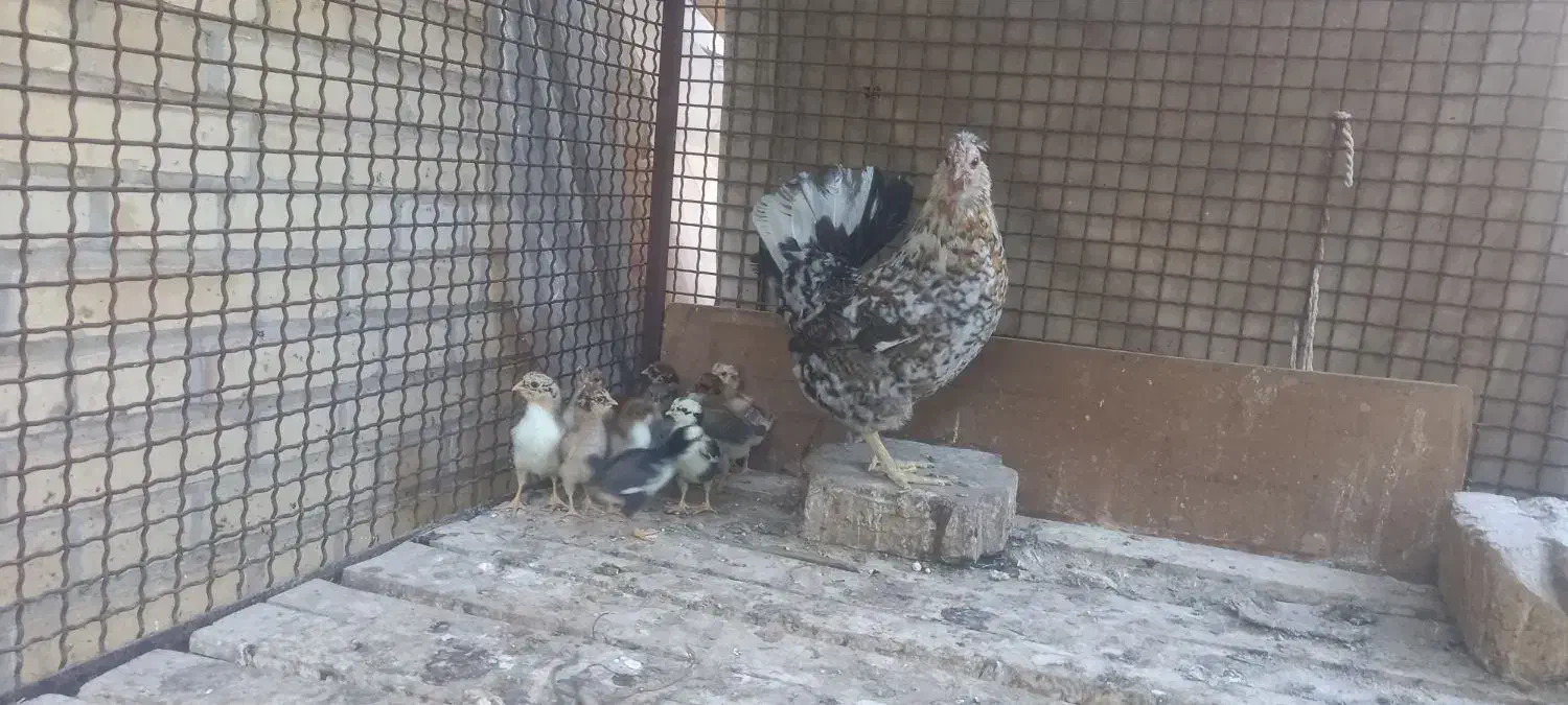 تخم مرغ نطفه دار گلین|پرنده|یزد, |دیوار