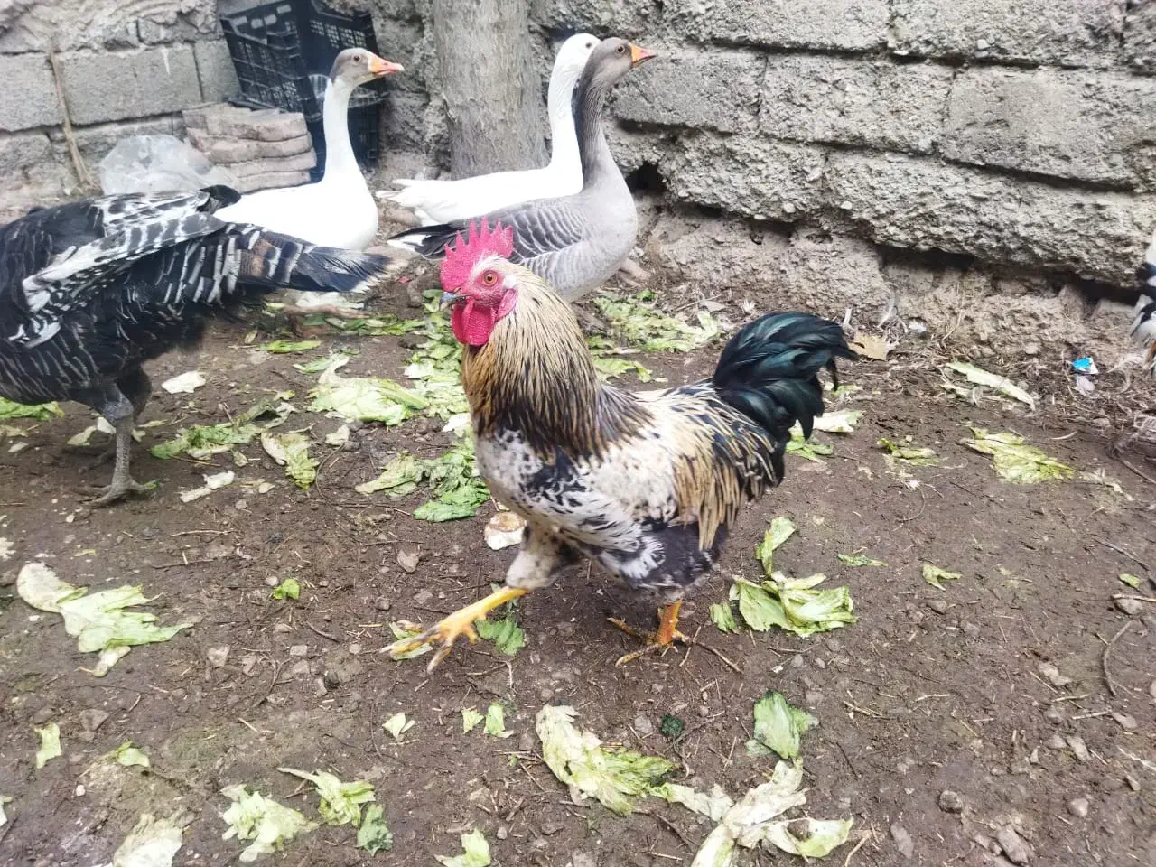 تعدادی غاز بوقلمون و خروس|حیوانات مزرعه|کرج, کمال‌شهر|دیوار