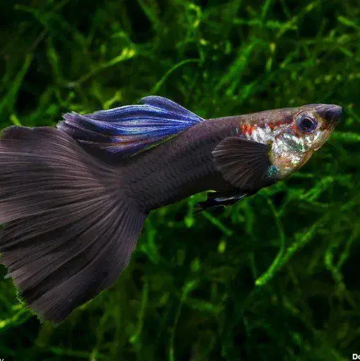 ماهی گوشتخوار|ماهی|اردبیل, |دیوار