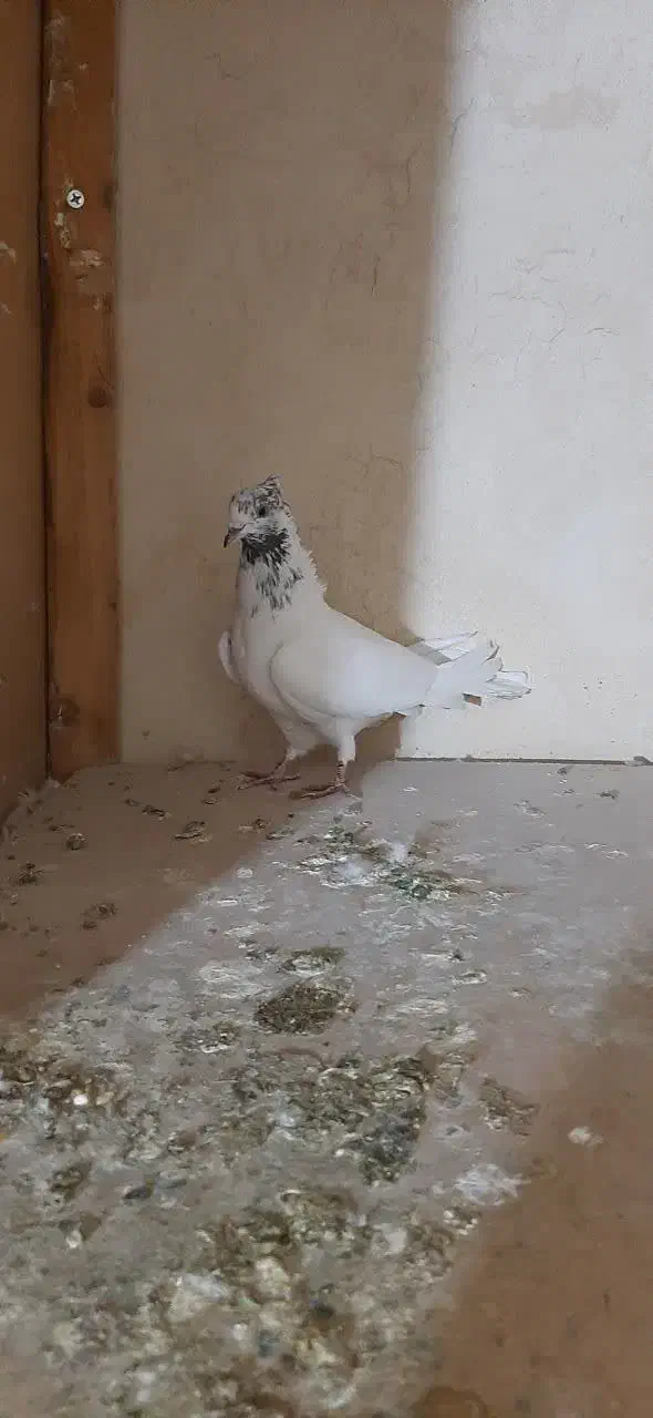 باسلام خدمت عشق بازا چنتاحیوون غریب گیری|پرنده|محمدشهر, محمدشهر|دیوار