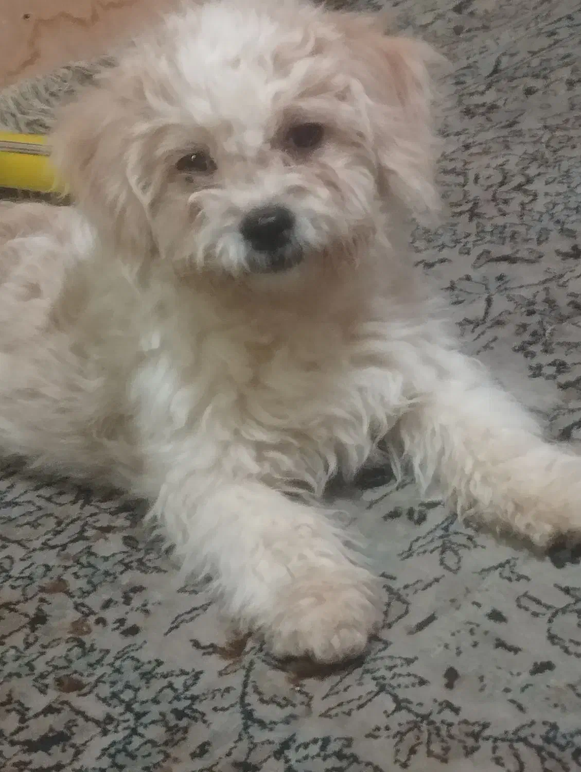 این طوله سگ گم شده است|حیوانات|همدان, |دیوار