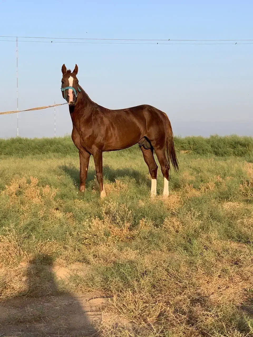 اسب وارداتی kwpn هولشتاین درساژ پرش کورس|اسب و تجهیزات اسب‌سواری|تهران, حصار بوعلی|دیوار