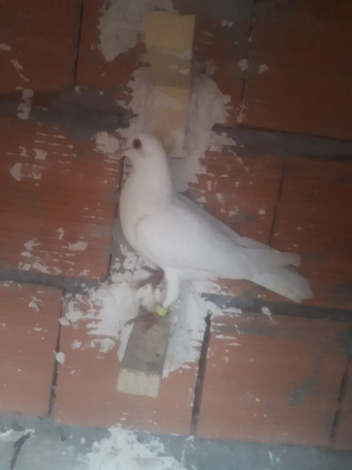 سفیدنرپرشی|حیوانات|بجنورد, |دیوار