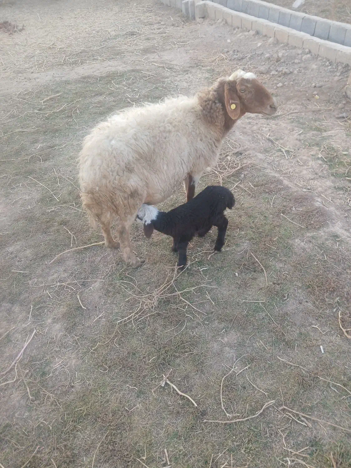 میش افشاری|حیوانات مزرعه|خمینی‌شهر, |دیوار