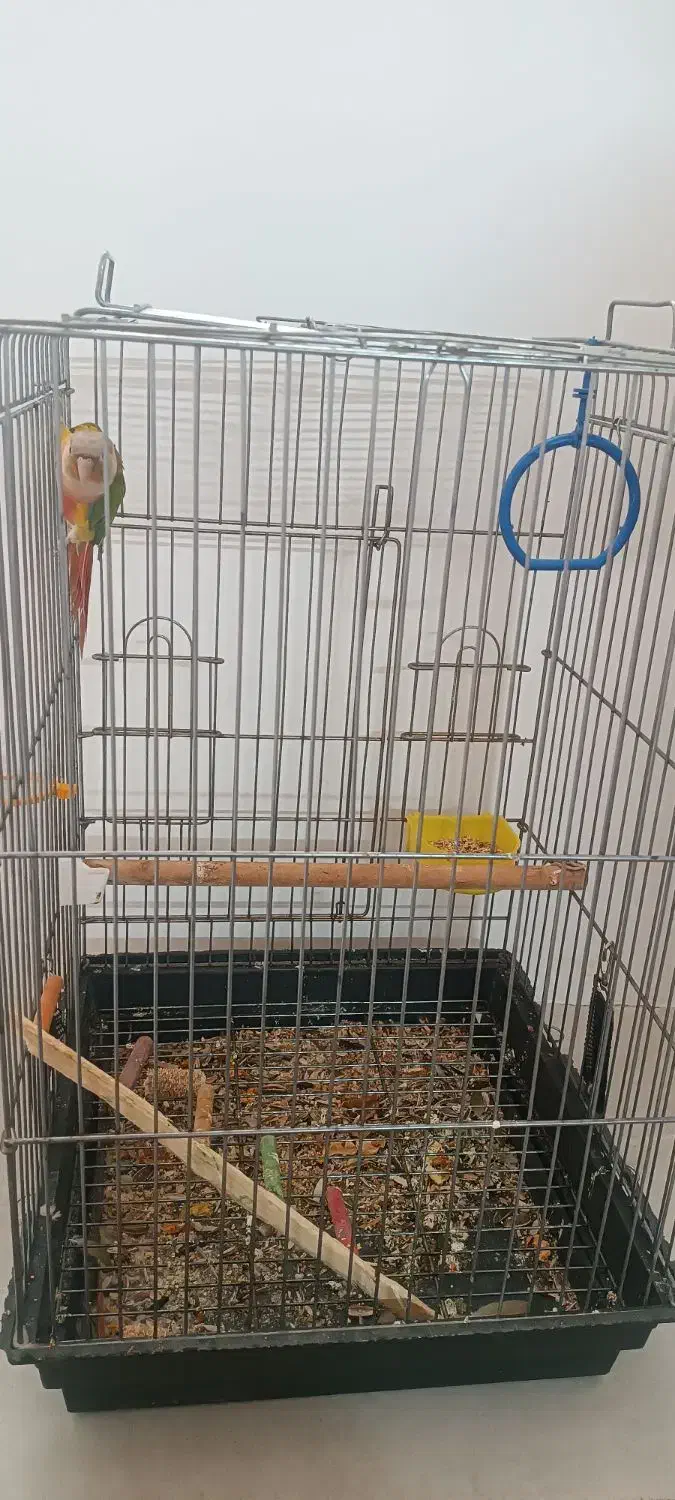 گرینچیک|پرنده|قم, باسکول|دیوار