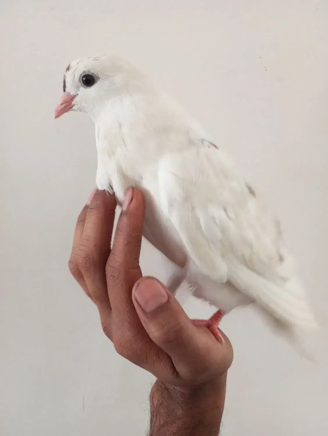 کفتر دستی|پرنده|اردکان, |دیوار