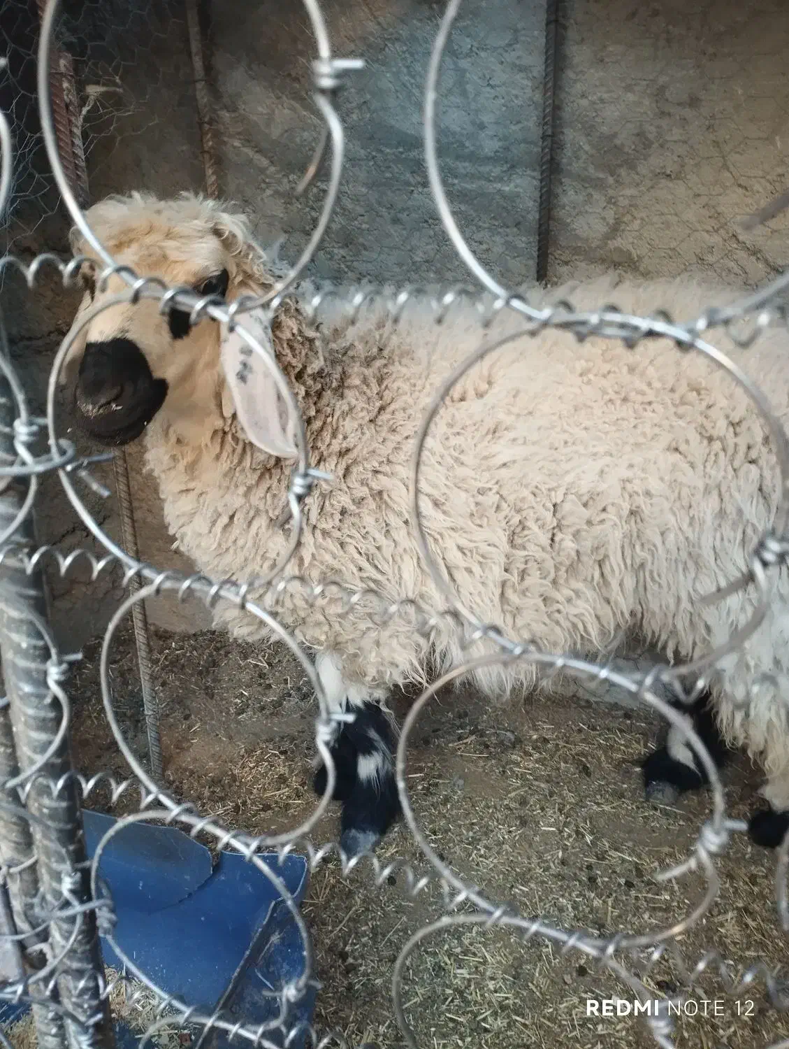 گوسفند|حیوانات مزرعه|سراوان, |دیوار