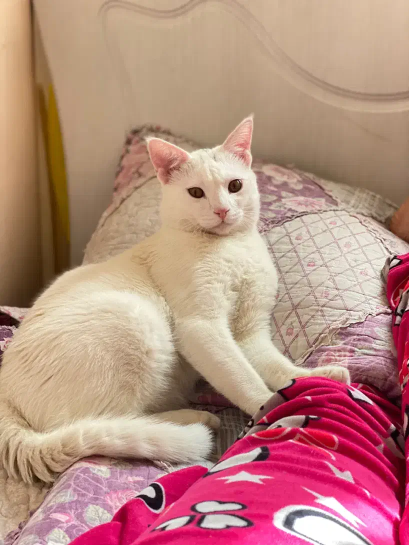 گربه سفید|گربه|ملارد, |دیوار