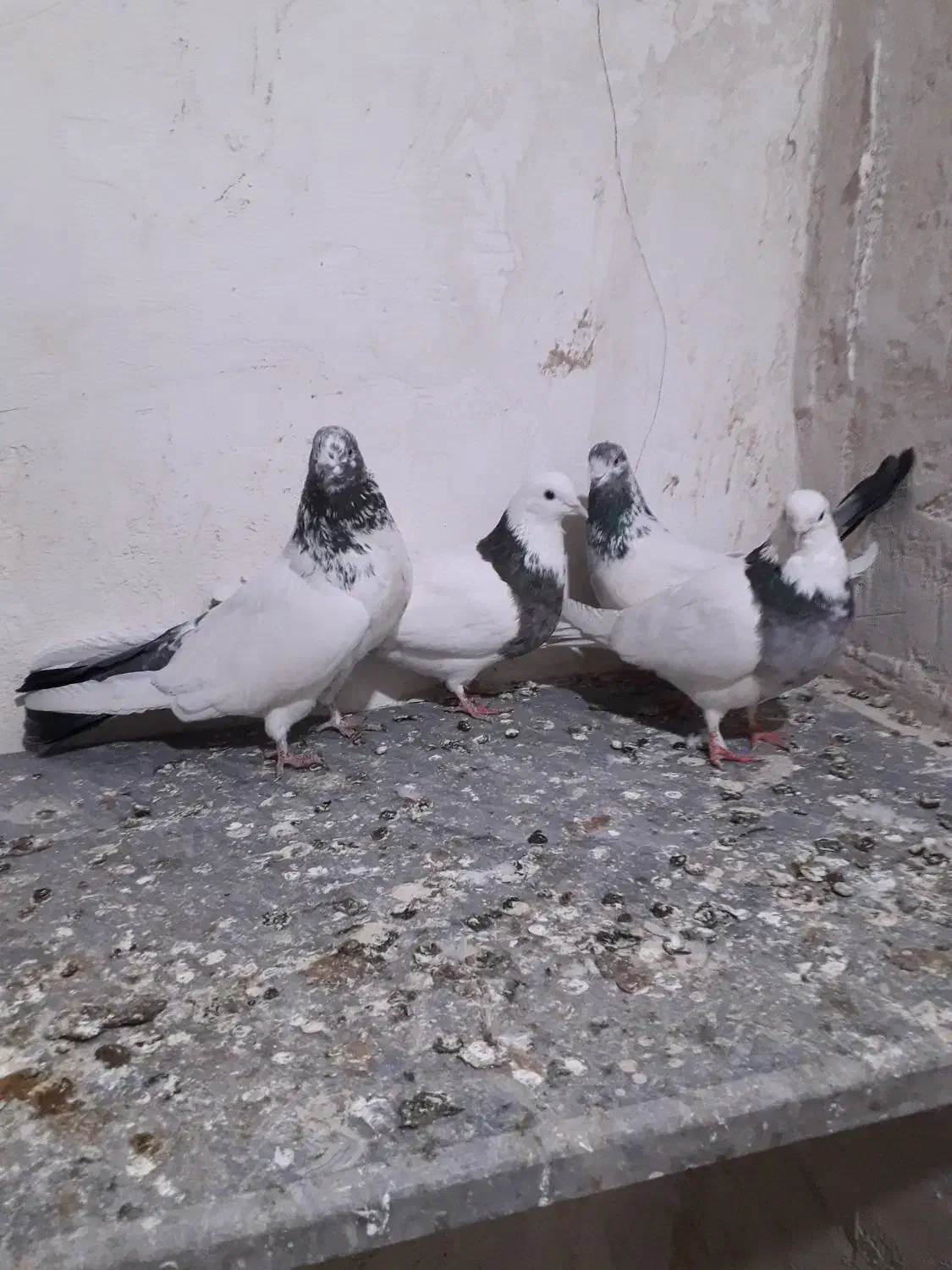 سلام درود بر شما عشق بازان ۴ عدد کبوتر ناب.|پرنده|کبودرآهنگ, |دیوار