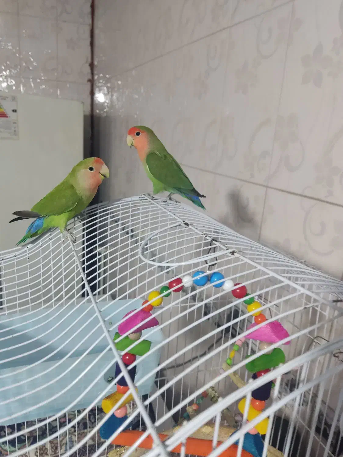 طوطی برزیلی سخنگو|پرنده|سنندج, |دیوار