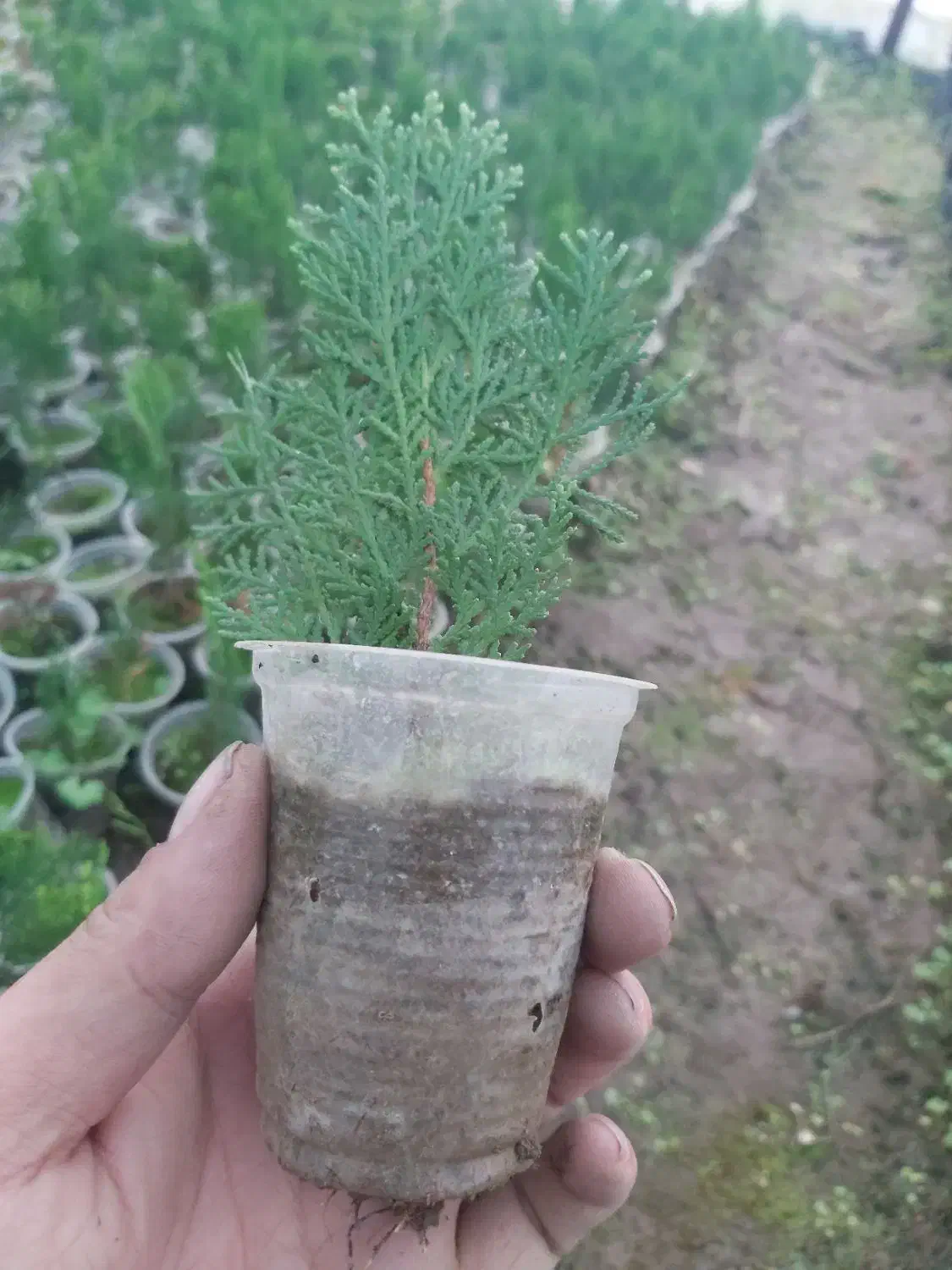 کامیس نوکدار فروش فوری|گل و گیاه طبیعی|کلاچای, |دیوار