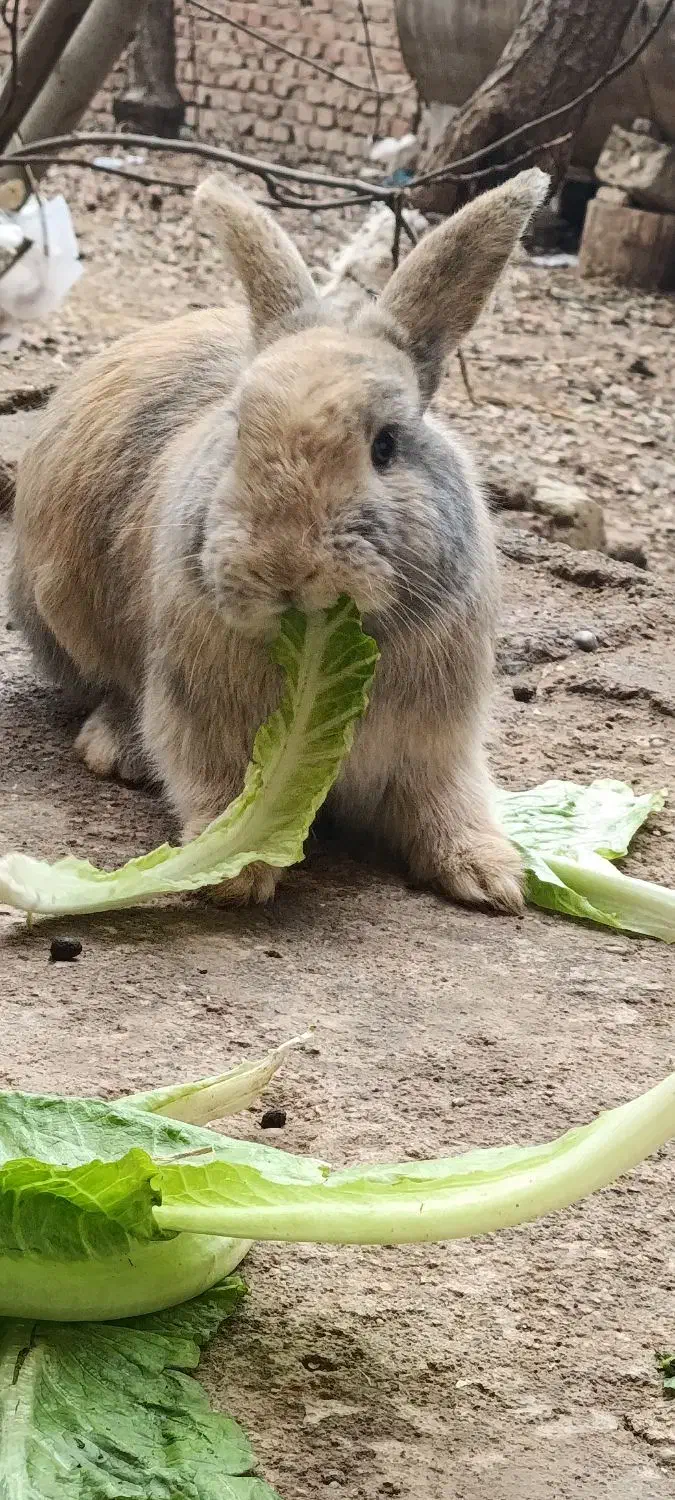 خرگوش ‌|موش و خرگوش|مهاباد (آذربایجان غربی), |دیوار