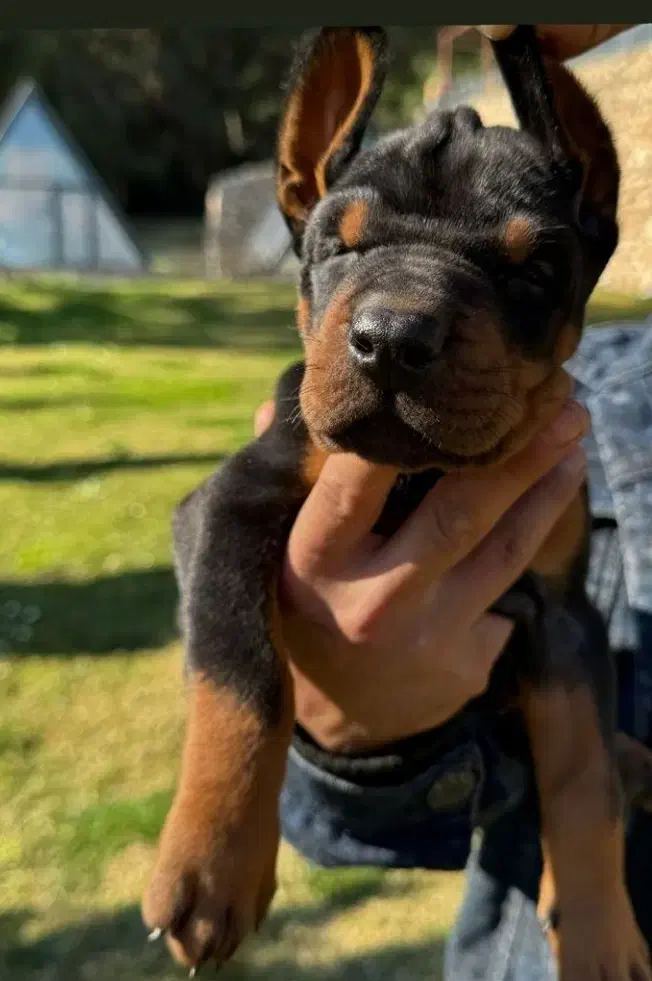 توله دوبرمن اروپایی نر و ماده (فی۱۵م)|سگ|تهران, جنت‌آباد مرکزی|دیوار