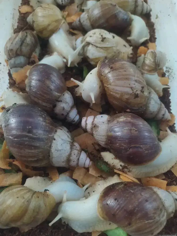 حلزون|خزنده|کرج, عظیمیه|دیوار