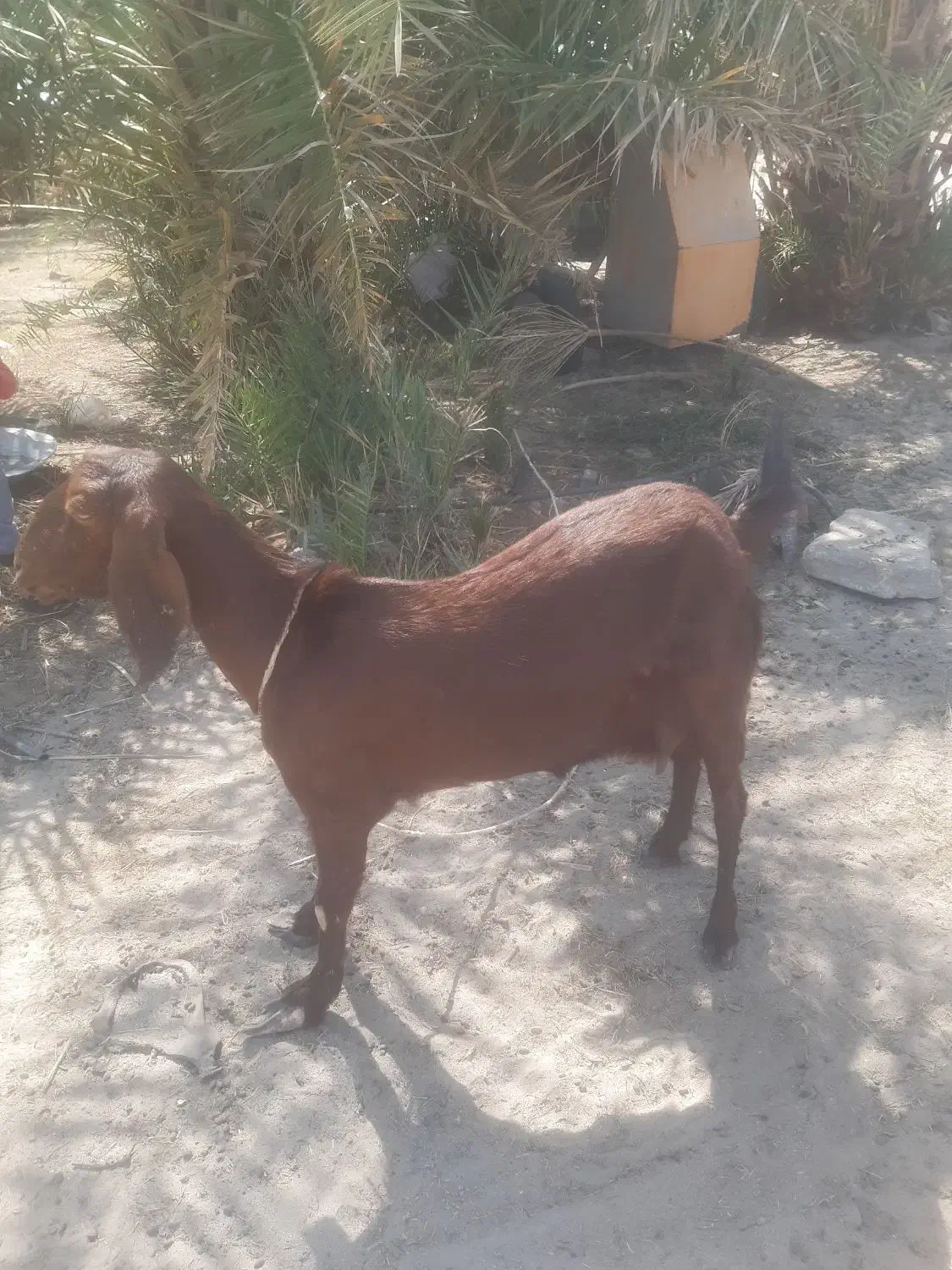 دوتادبز|حیوانات مزرعه|پشتکوه (سیستان و بلوچستان), |دیوار