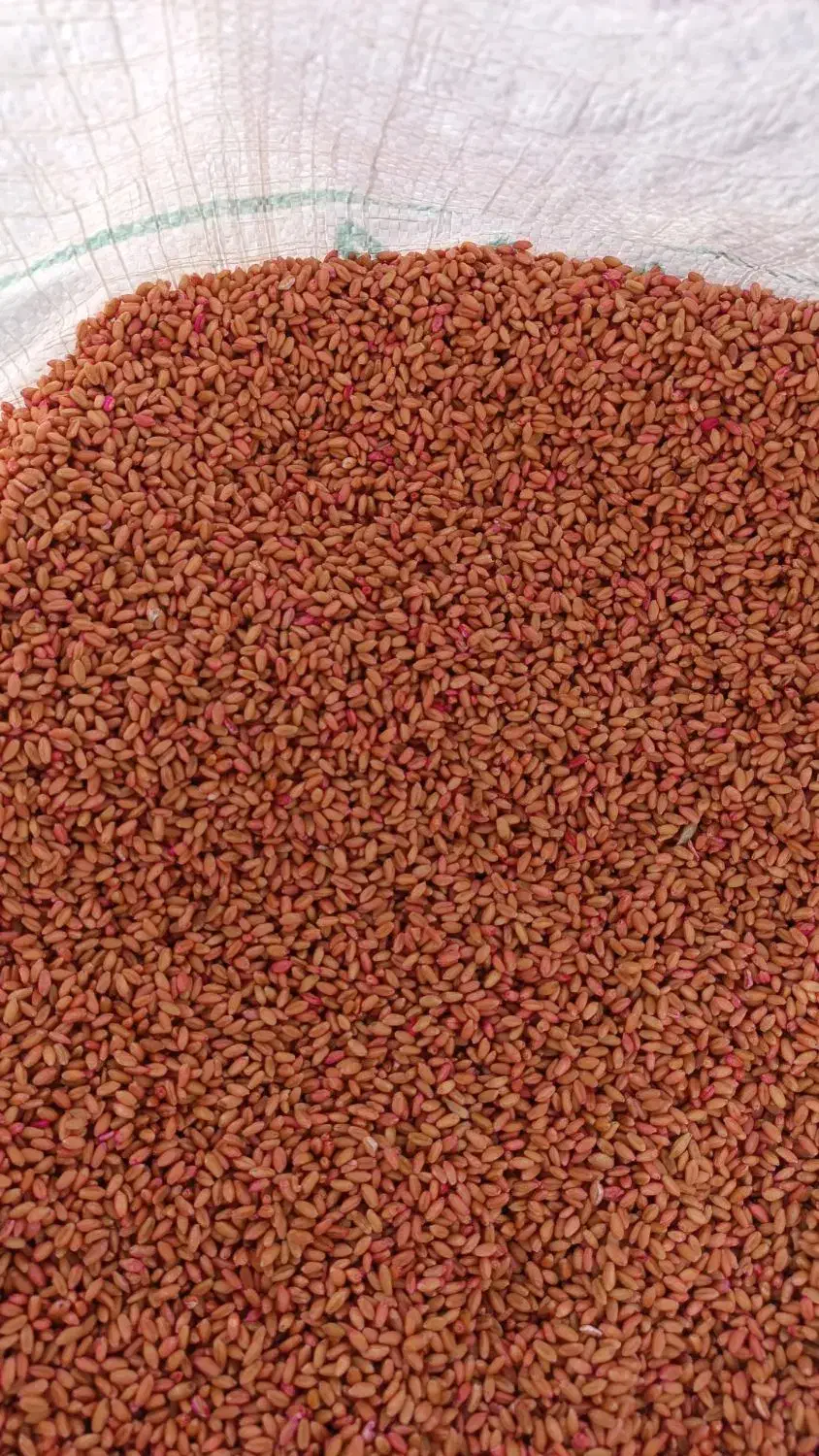 بذر گندم کوهدشت درجه یک|خدمات باغبانی و درختکاری|کلاله, |دیوار