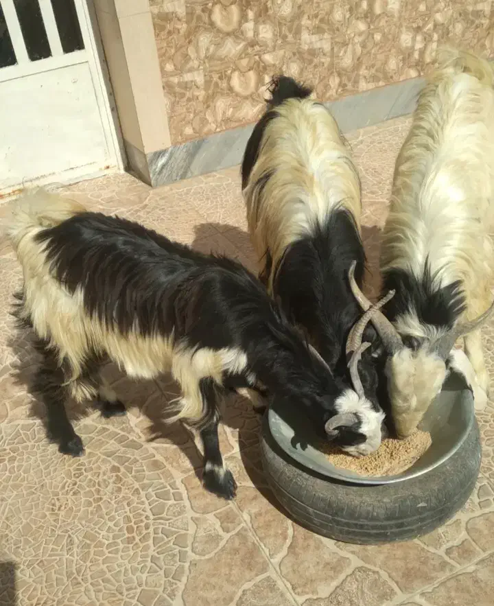 بُز جوان شکمه اول و کولار آبستن|حیوانات مزرعه|خرامه, |دیوار