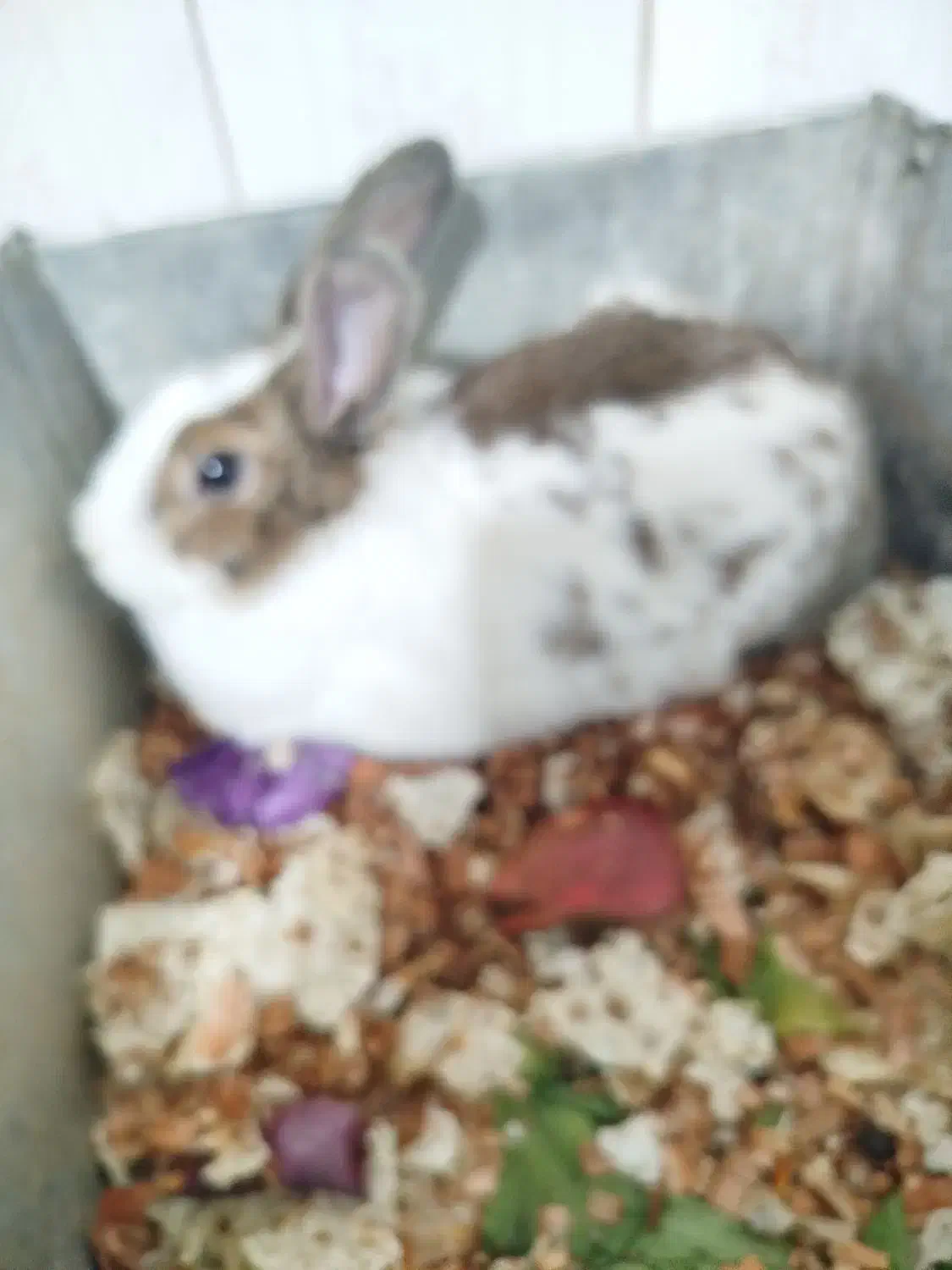 بچه خرگوش دونه ۴۰۰۰۰۰۰|موش و خرگوش|تهران, دولتخواه جنوبی|دیوار