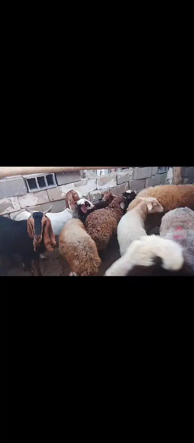 فروش بره نر ماده سبک وزن 20کیلو|حیوانات مزرعه|آشخانه, |دیوار