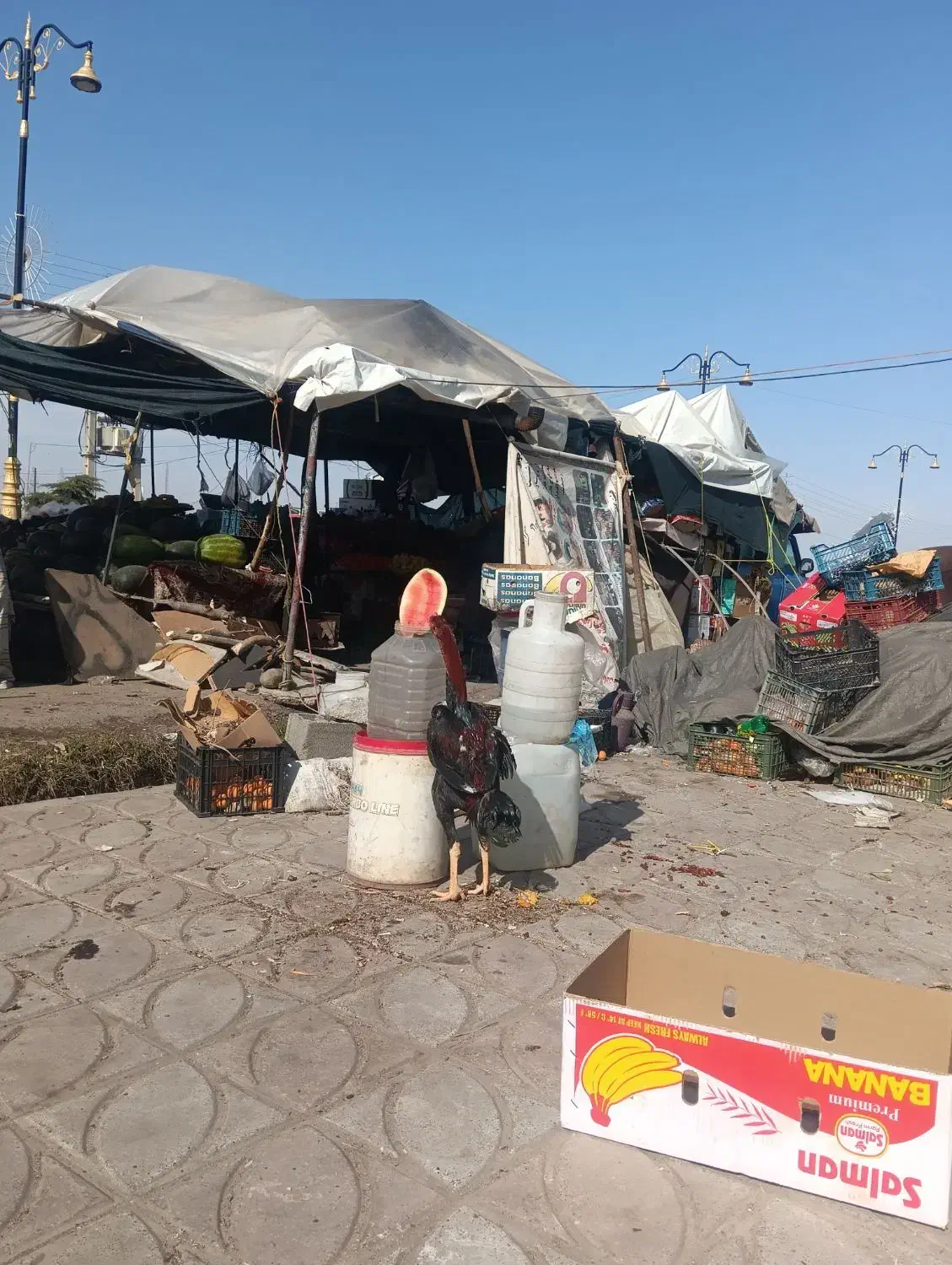 جوجه لاری|حیوانات مزرعه|مینودشت, |دیوار