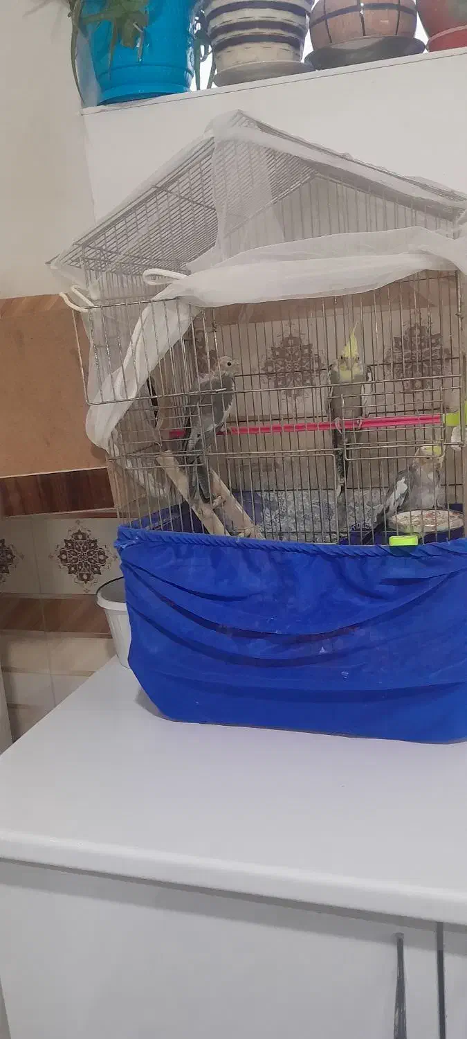 ۳عدد عروس هلندی|پرنده|سلماس, |دیوار