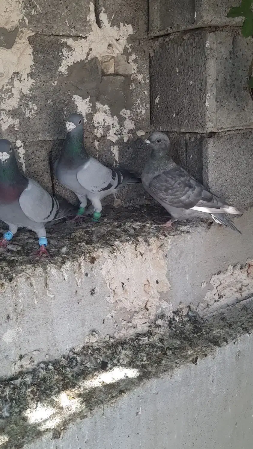 کبوتر پرشی|پرنده|کوهمره, |دیوار