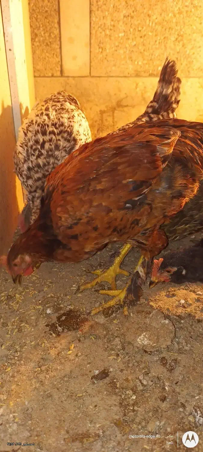 دوعدد نیمچه خروس|حیوانات مزرعه|تهران, مسعودیه|دیوار