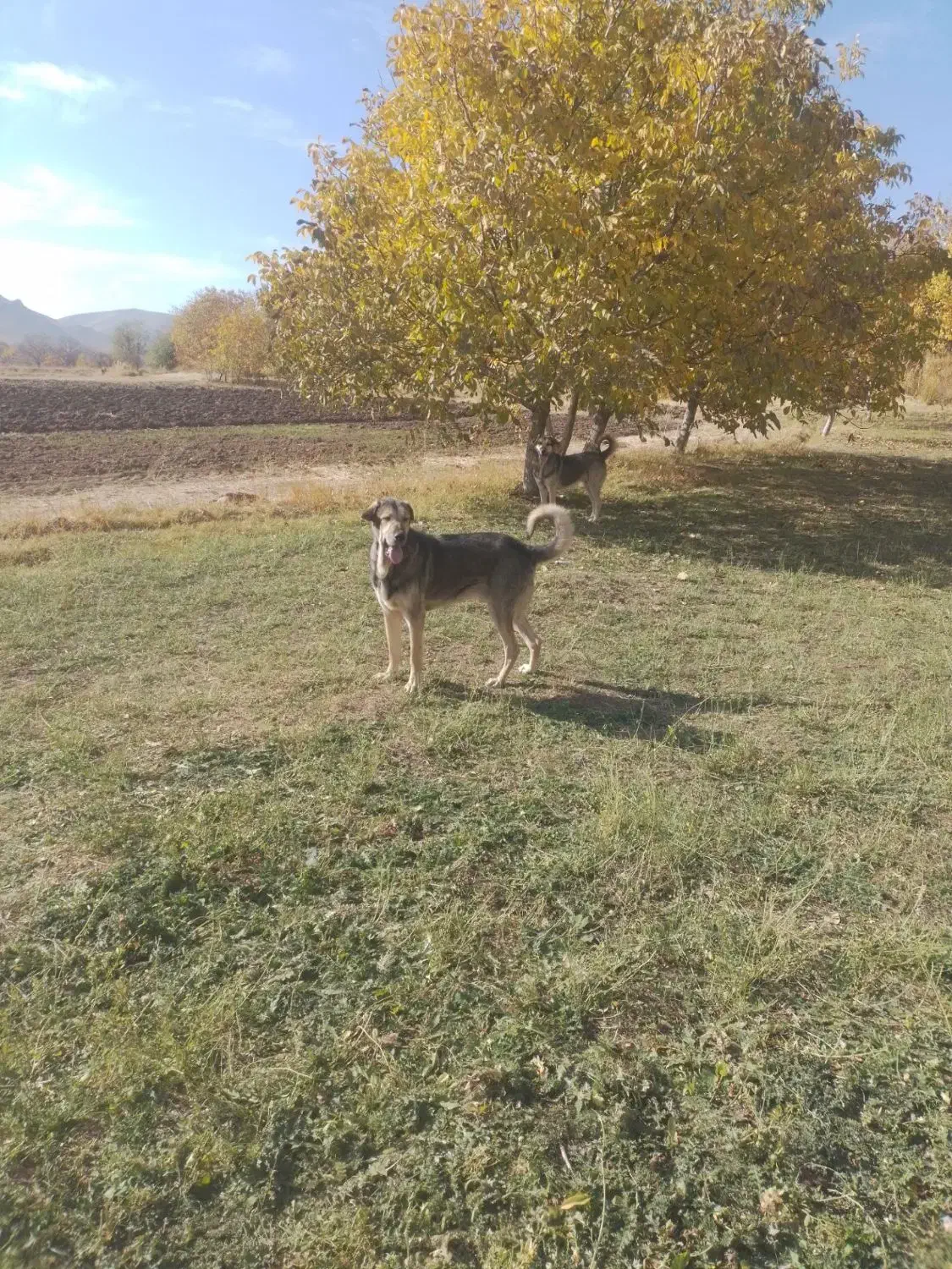 واگذاری سگ|سگ|شازند, |دیوار