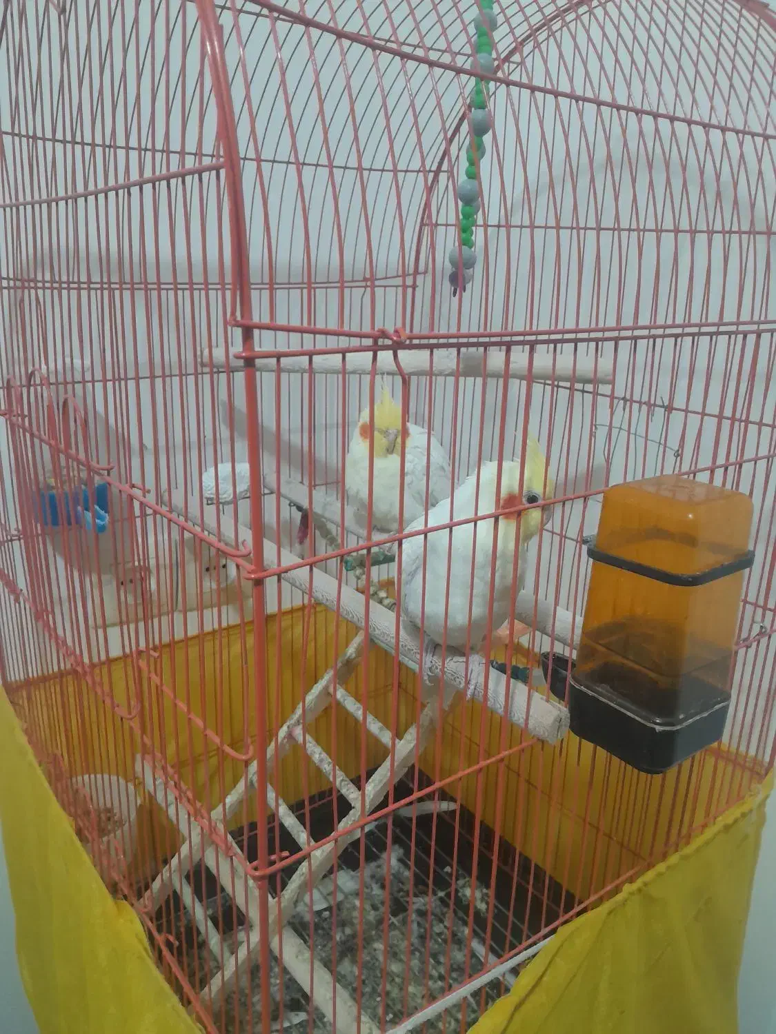 عروس هلندی|پرنده|دورود, |دیوار