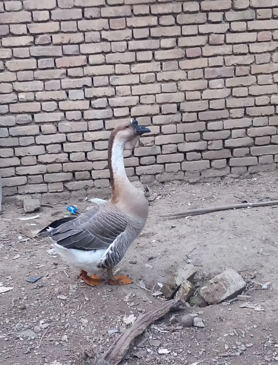 قوغاز|حیوانات مزرعه|آزادشهر, |دیوار