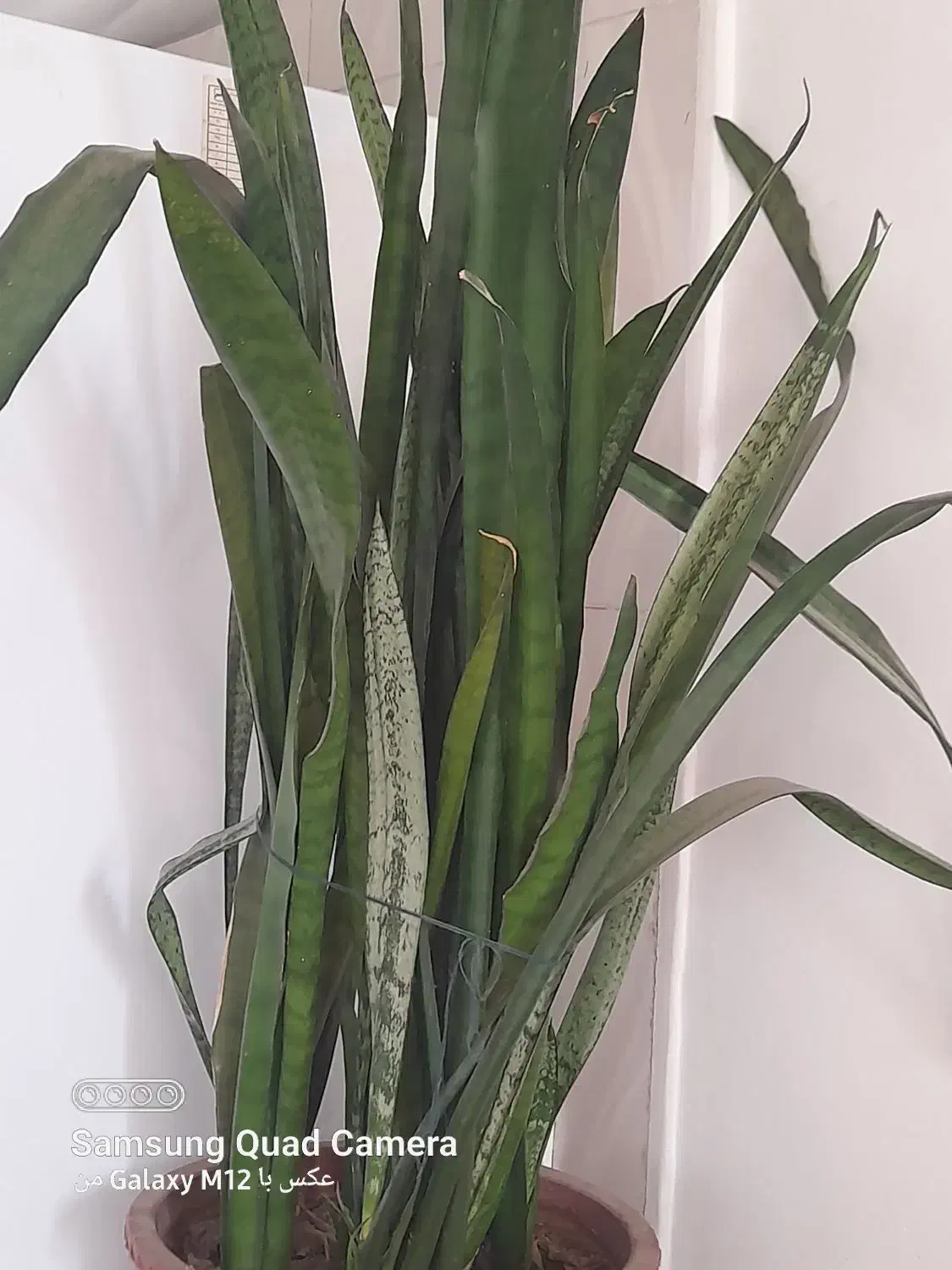 سلام|گل و گیاه طبیعی|اشترینان, |دیوار