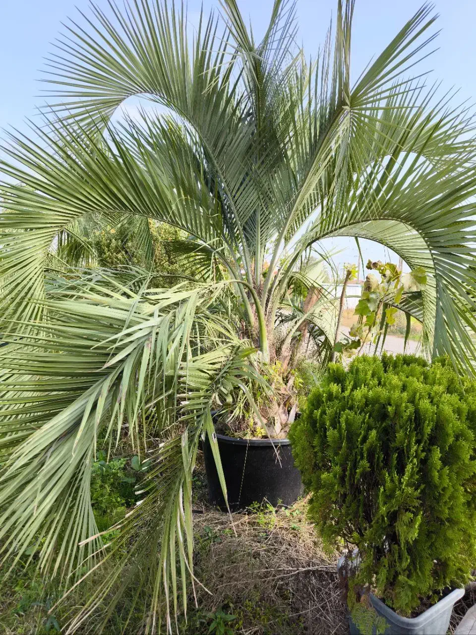 فینیکس آبی|خدمات باغبانی و درختکاری|رودسر, |دیوار