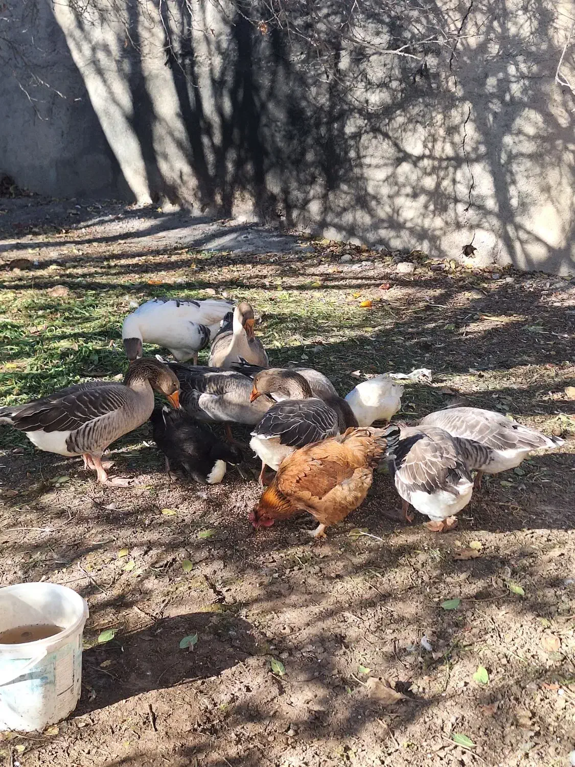 غاز|حیوانات مزرعه|اردبیل, |دیوار