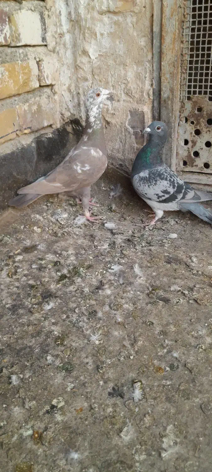 کفتر صید|پرنده|تربتحیدریه, ترمینال|دیوار