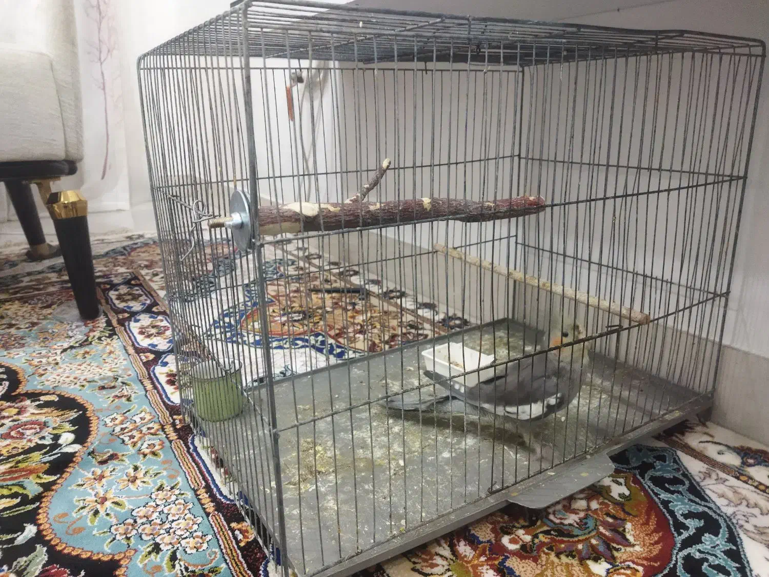 عروس پاریس ۸ ماهه سینامون نیمه دستی|پرنده|اهواز, فرهنگ شهر|دیوار