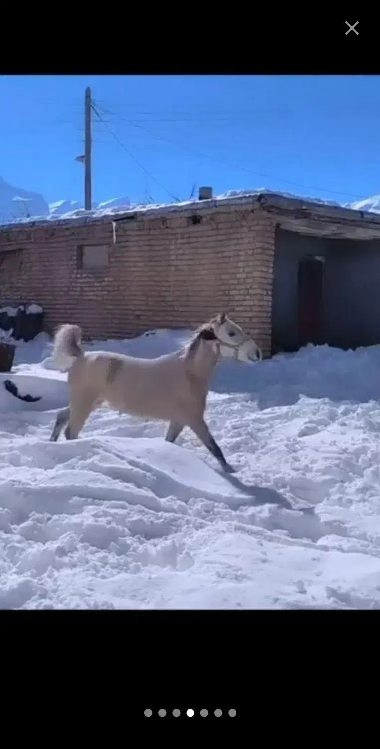 اسب مادیون|اسب و تجهیزات اسب‌سواری|پادنا, |دیوار