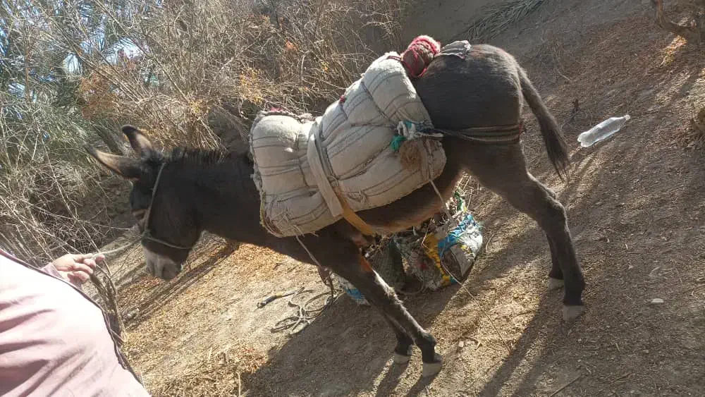 خرالاغ|حیوانات مزرعه|سراوان, |دیوار