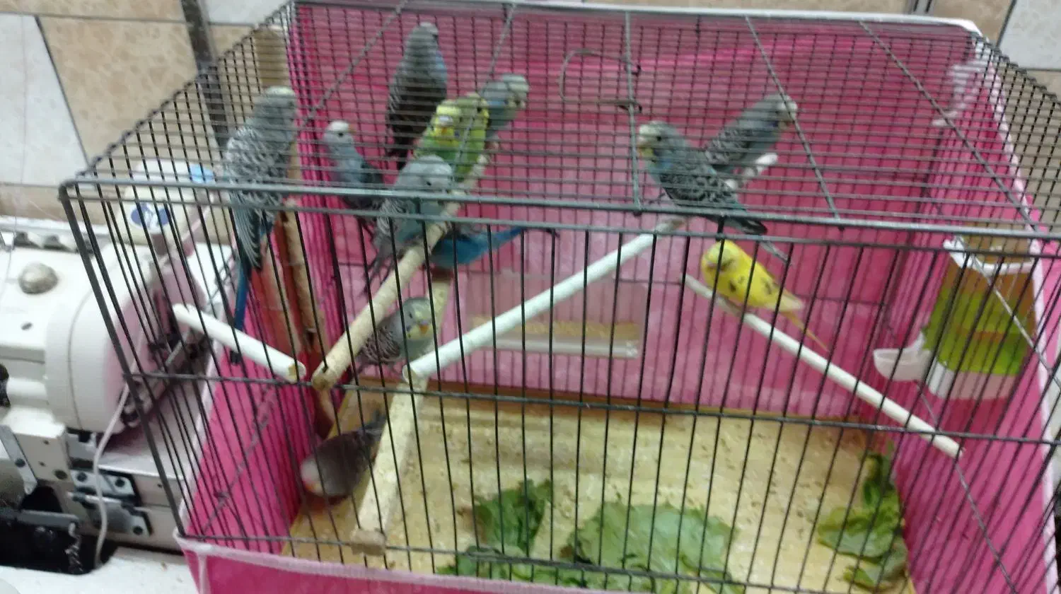 حراج مرغ عشق|پرنده|اصفهان, فجر|دیوار