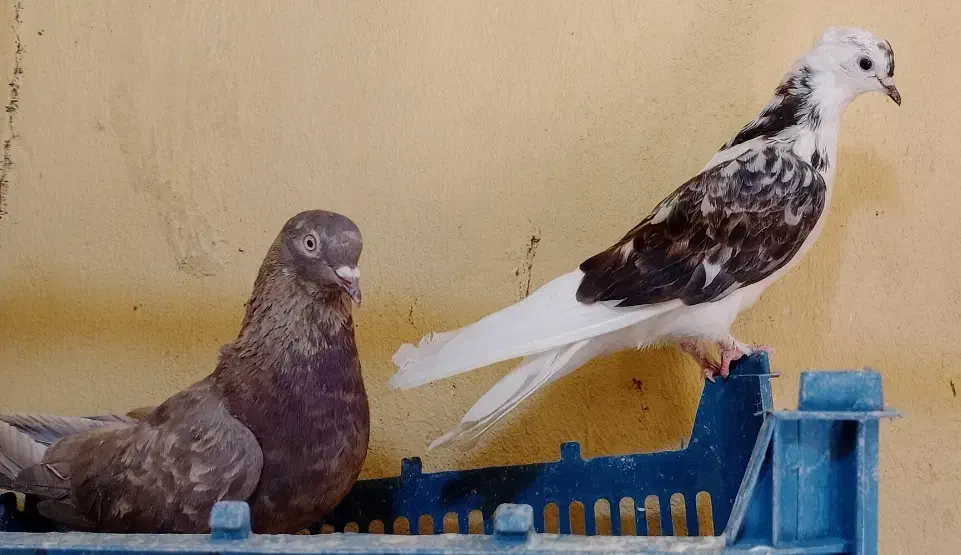 کبوتر|پرنده|ایوان, |دیوار