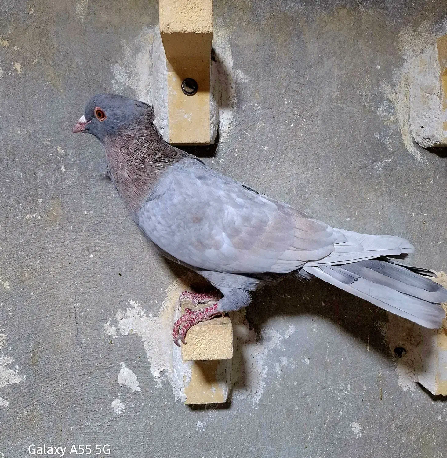 کفتر پلاکی شهری|پرنده|شیراز, کوشک میدان|دیوار