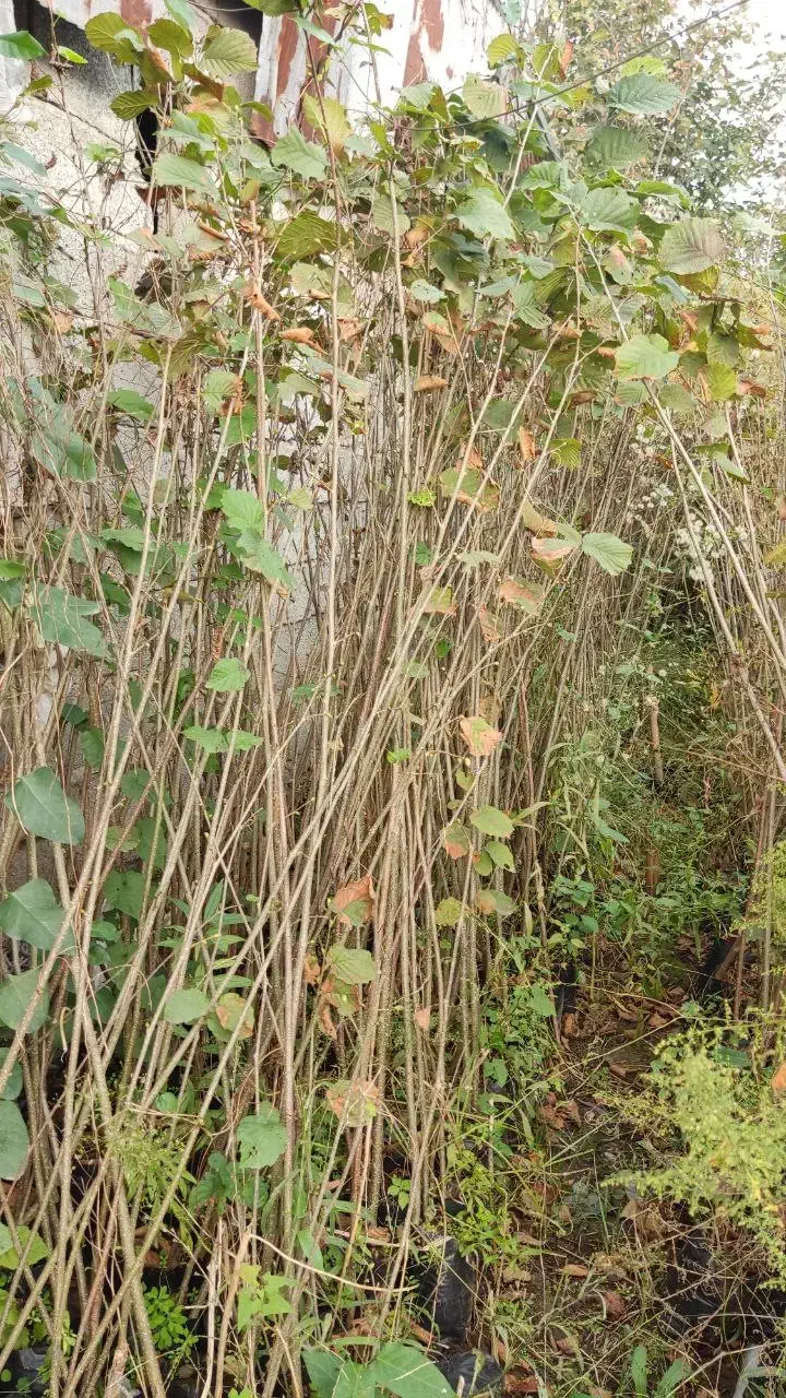 نهال فندق|خدمات باغبانی و درختکاری|املش, |دیوار