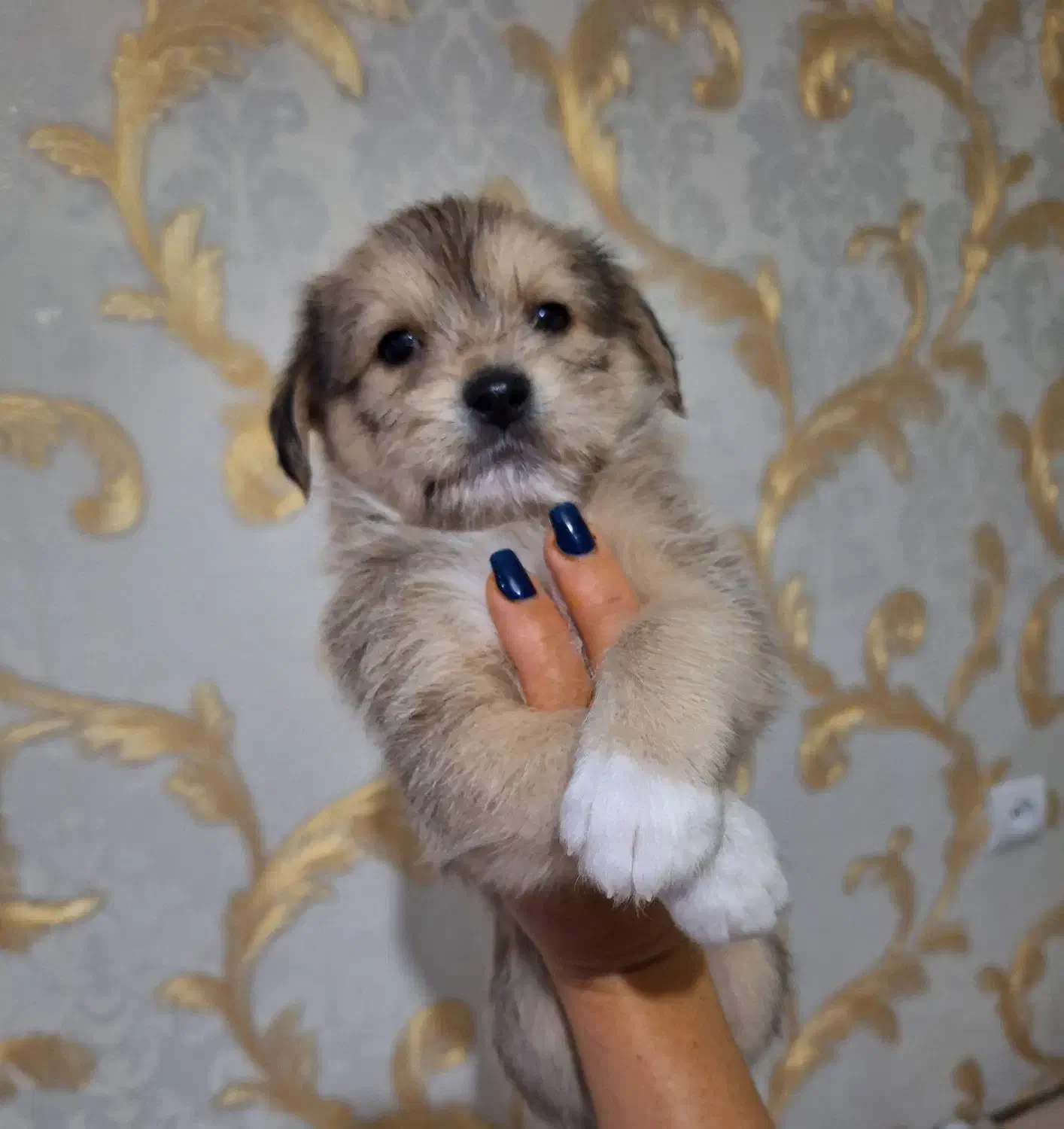 واگذاری توله سگ ۷۰ روزه|سگ|تهران, افسریه شمالی|دیوار