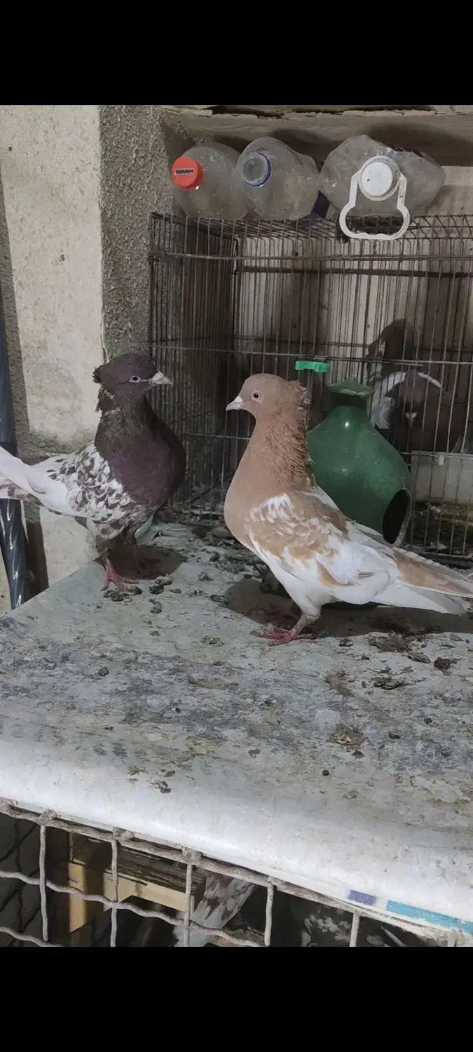 جفت کله و سینه کبوتر|پرنده|شیراز, شریفآباد|دیوار