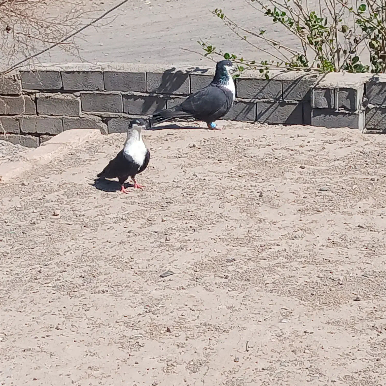 کفتر|پرنده|بم, |دیوار