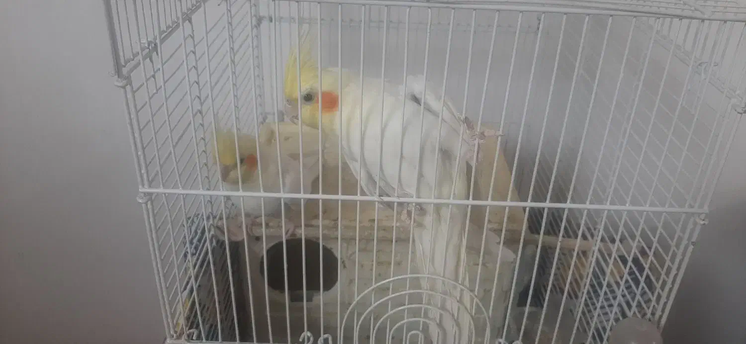 عروس هلندی|پرنده|آبیک, |دیوار