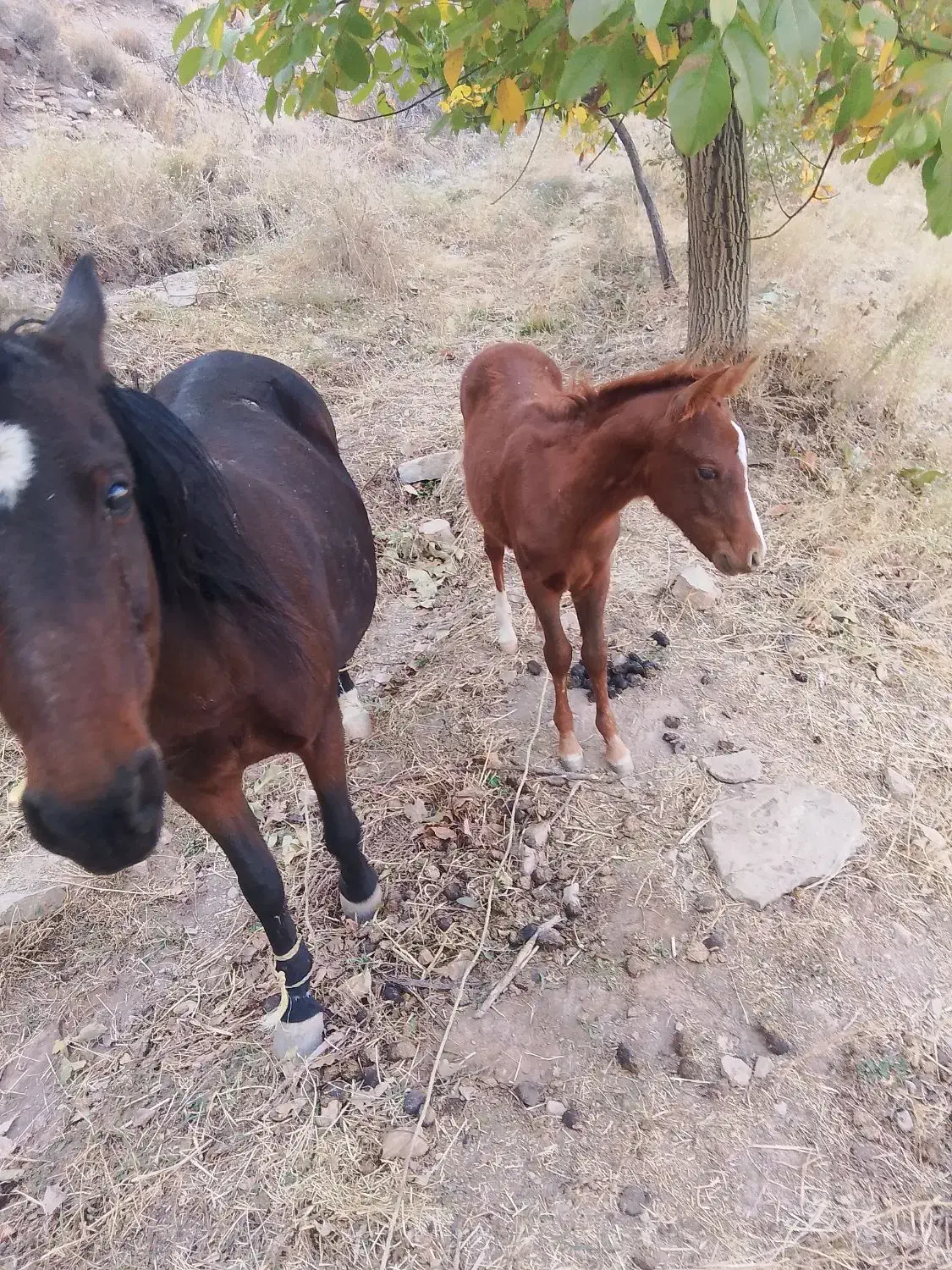 کره مدیون اسب|اسب و تجهیزات اسبسواری|چناران, |دیوار