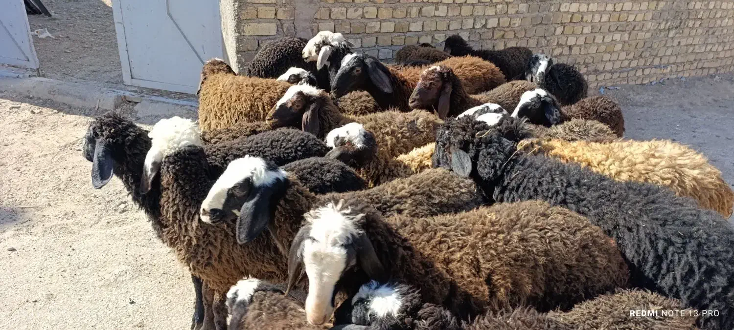 25راس بره شالی|حیوانات مزرعه|کرج, شهرک فرهنگیان|دیوار
