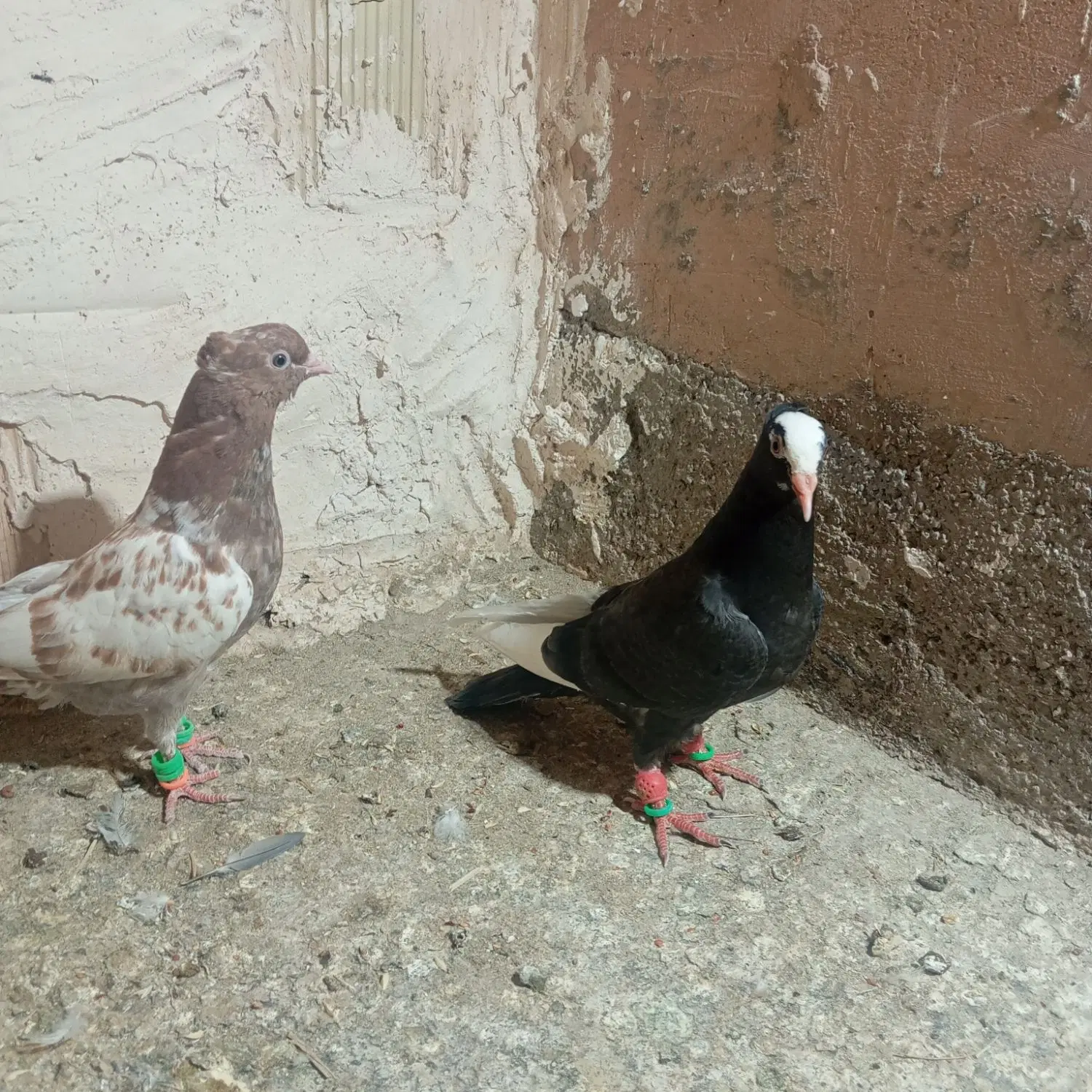 جوجه|پرنده|نیشابور, مازول|دیوار