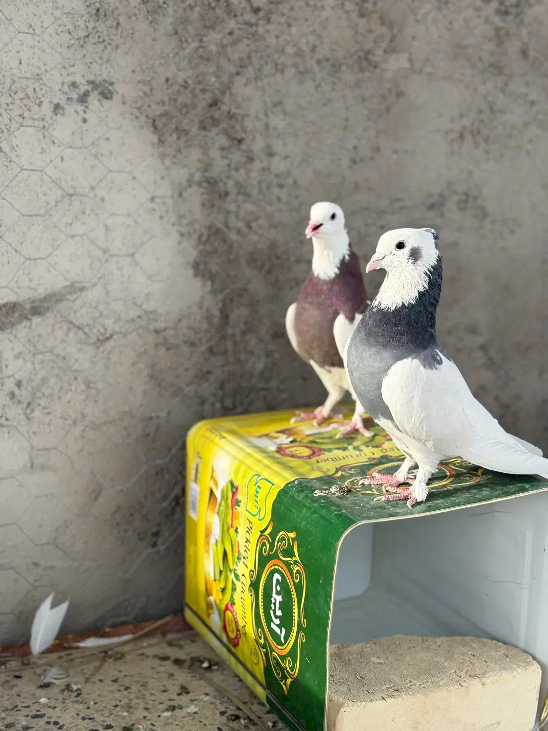 طوقی|پرنده|حمیدیا, |دیوار