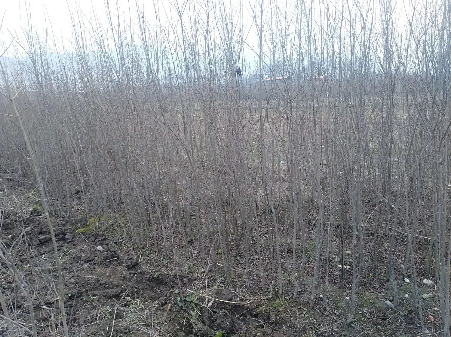 نهال انار 4 ساله|خدمات باغبانی و درختکاری|گرگان, |دیوار